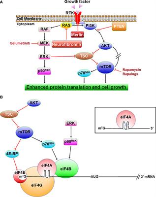 Neurofibromatosis: Molecular Pathogenesis and Natural Compounds as Potential Treatments